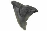 Snaggletooth Shark (Hemipristis) Tooth - South Carolina #211671-1